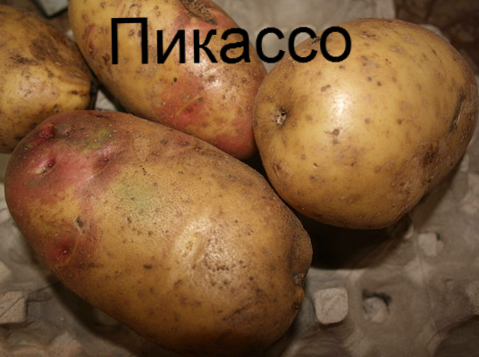 Картошка пикассо описание сорта фото отзывы Семенной картофель Крючковой Татьяны: каталог, ОТЗЫВЫ