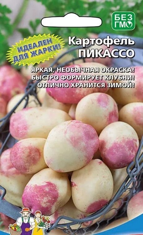 Картошка пикассо описание сорта фото отзывы Семена Картофеля Шери купить на OZON по низкой цене