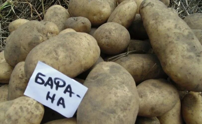 Картошка репанка описание сорта фото отзывы Картофель Бафана (Bafana): описание сорта, фото, отзывы, посадка и уход