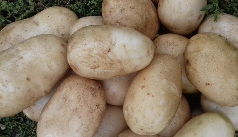 Картошка репанка описание сорта фото отзывы Картофель - урожай 2017 - купить в Омске, цена 11 руб., продано 3 октября 2017 -