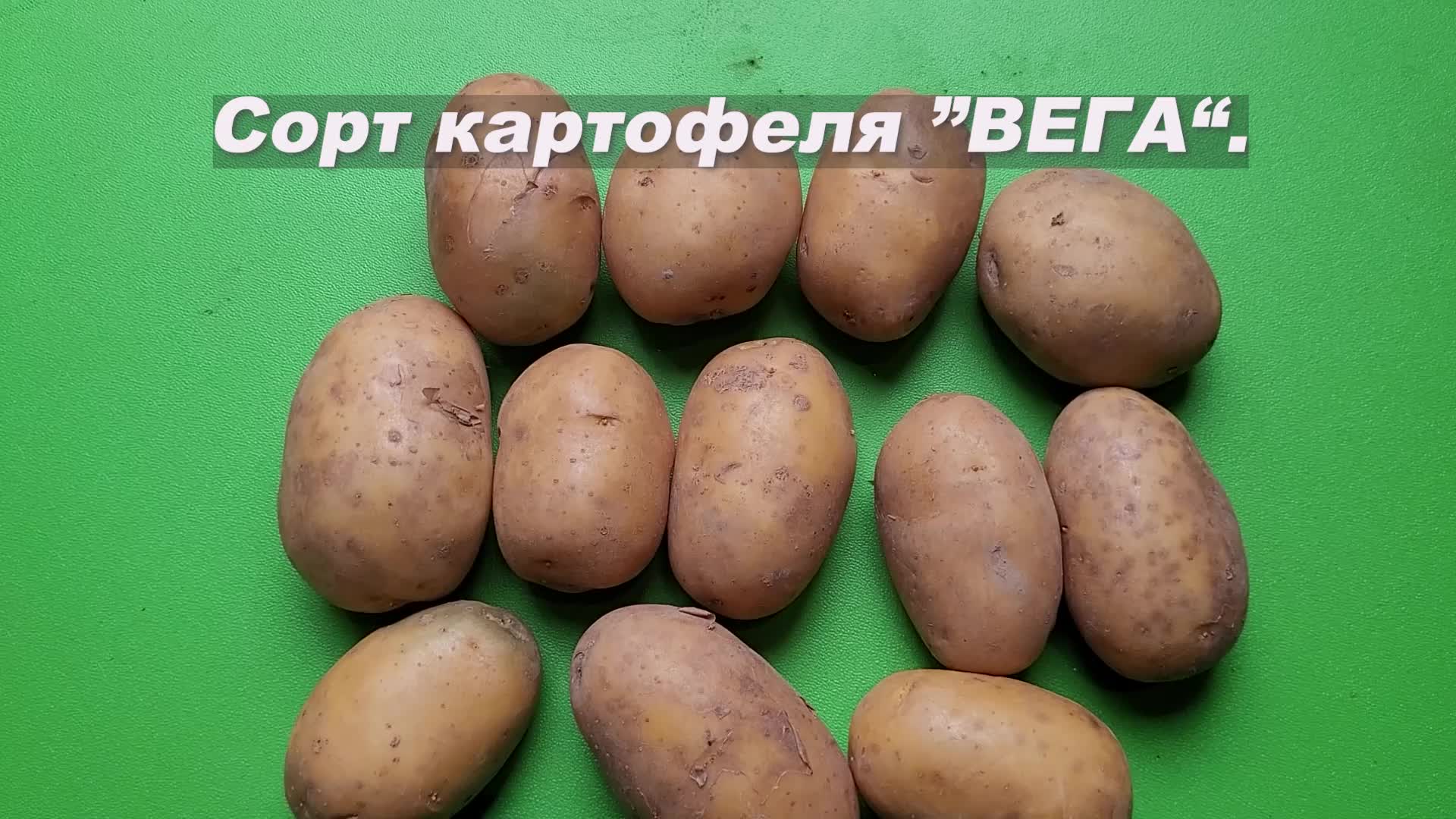 Картошка репанка описание сорта фото отзывы Какой срок созревания картофеля