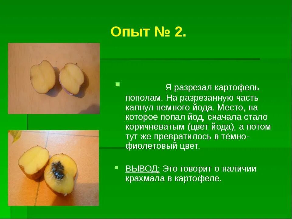 Картошка с йодом опыт фото Доказать наличие крахмала в картофеле: найдено 72 изображений