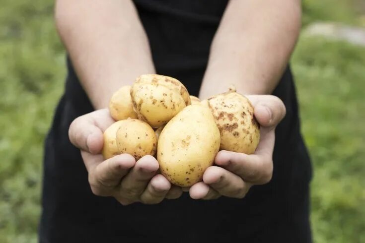 Картошка сифра описание сорта фото Pin on PDKP POTATO CHIPS