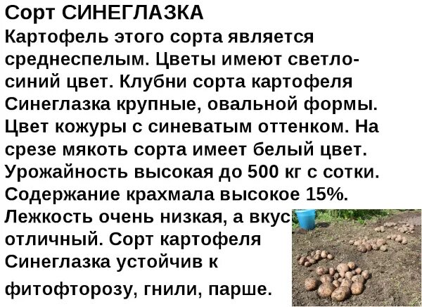 Картошка синеглазка фото и описание Картофель Синеглазка. Описание сорта, фото, отзывы
