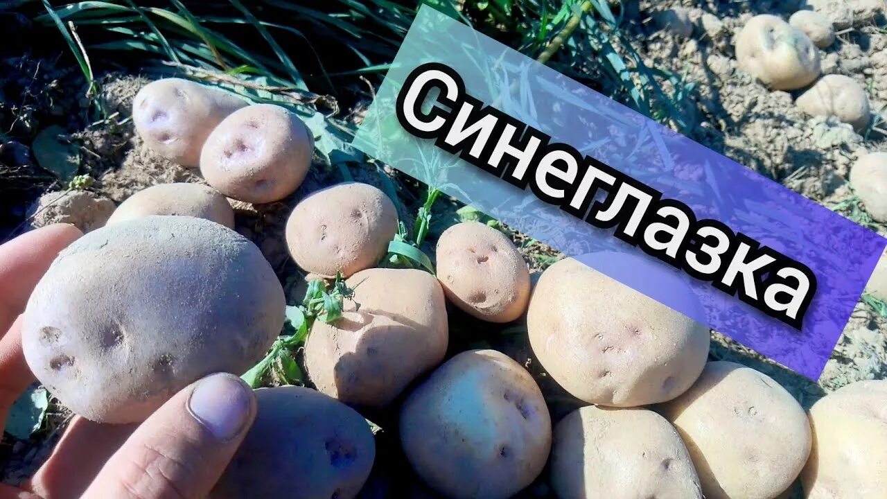 Картошка синеглазка фото и описание Картофель "синеглазка" урожай 2018 г. - YouTube