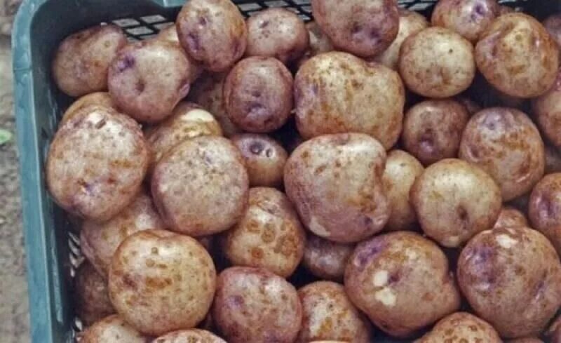 Картошка синеглазка фото и описание Семенной картофель Синеглазка