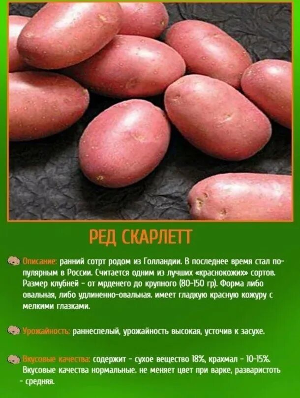 Картошка скарлетт описание сорта фото В продаже семенной картофель Ред Скарлет , Ред Леди , Удача 2024 "Практик сада" 