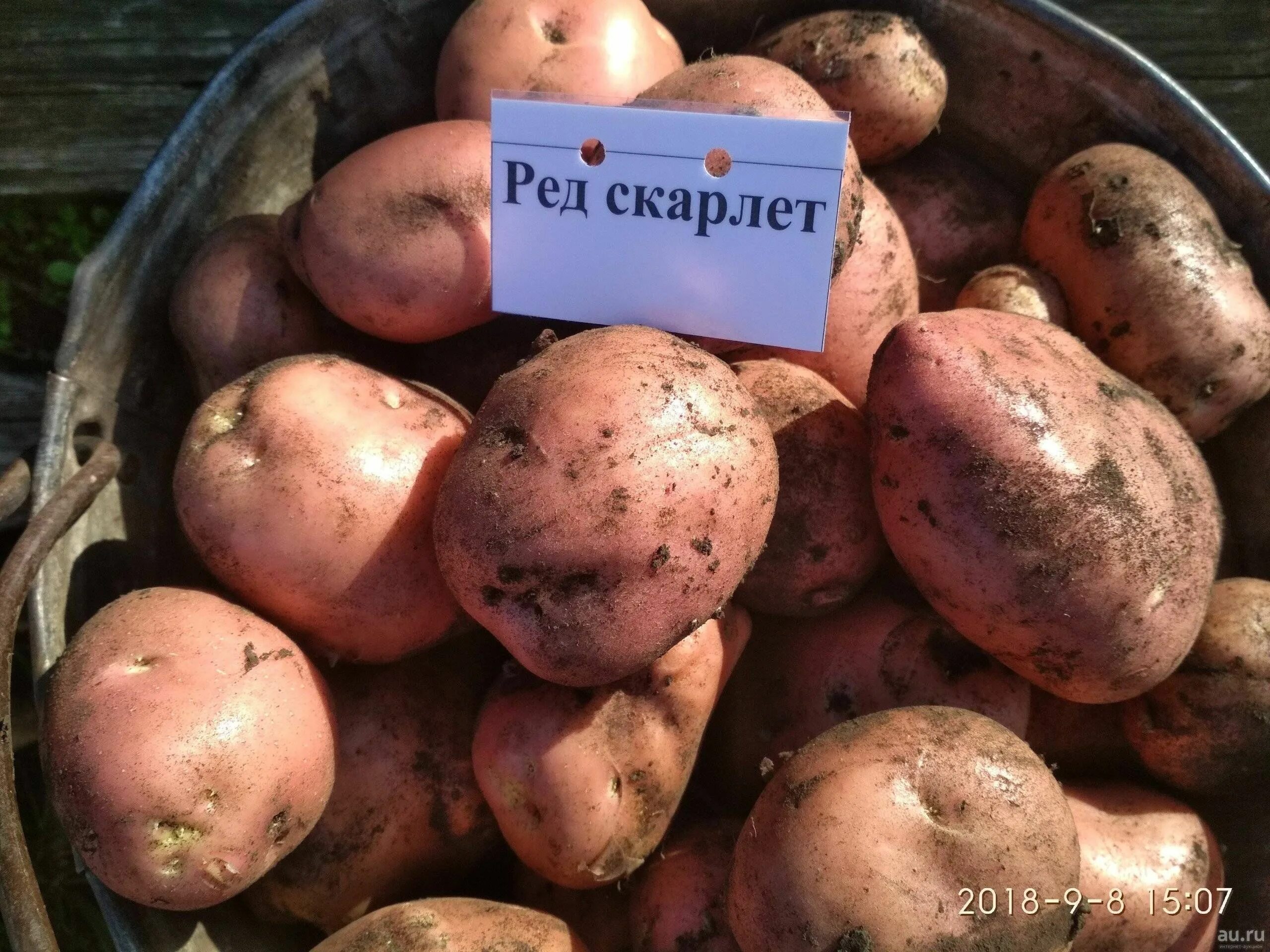 Картошка скарлетт описание сорта фото Характеристики Семенной картофель Сорт Скарлетт.Качество люкс.Домашний.Сетка 1кг