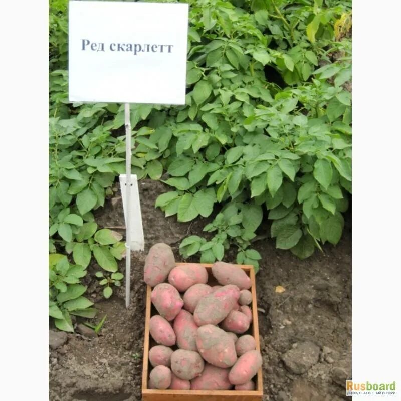 Картошка скарлетт описание сорта фото Картофель ред скарлет отзывы - CoffeePapa.ru
