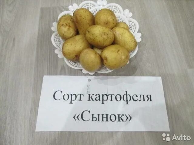 Картошка сорт сынок описание сорта фото Сынок картофель описание сорта фото Фитостудия-63.ру