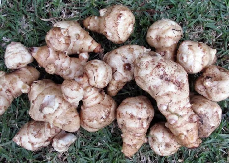 Картошка топинамбур фото Sadzenie bulw topinamburu Zielony Ogródek Growing jerusalem artichoke, Jerusalem