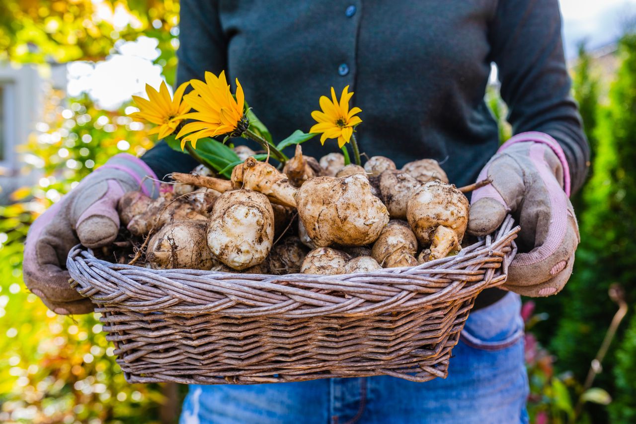 Картошка топинамбур фото Jerusalem Artichoke: A Healthier Alternative - HealthifyMe