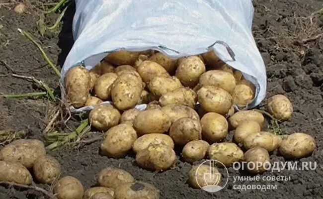 Картошка варяг описание сорта фото Картофель Импала: описание сорта, фото, отзывы