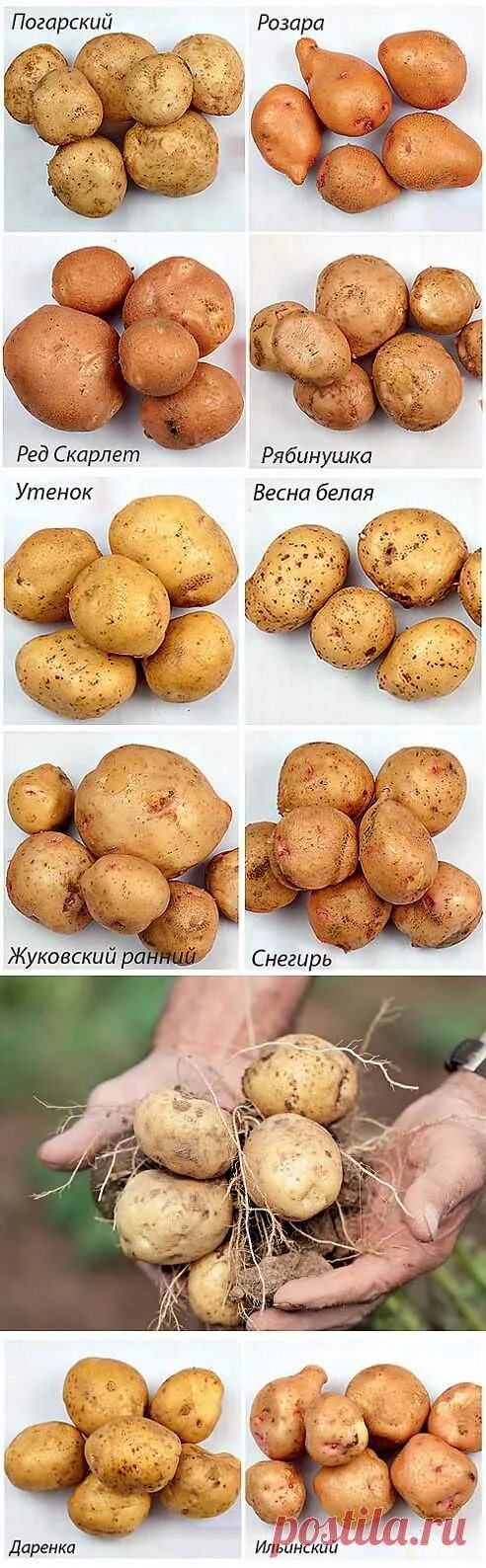 Картошка варяг описание сорта фото Cамые популярные раннеспелые и среднеранние сорта картофеля на Supersadovn Карто