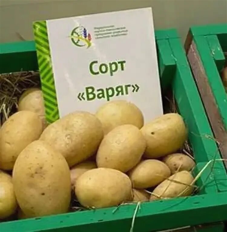 Картошка варяг описание сорта фото СОРТА КАРТОФЕЛЯ внесённые в госреестр рф (с фото и видео) 31 сорт на букву В, 3 