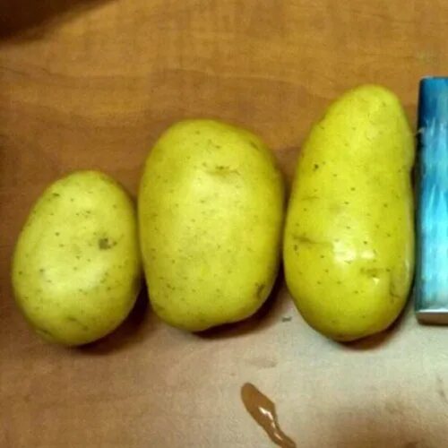 Картошка зекура описание сорта фото Картопля зекура