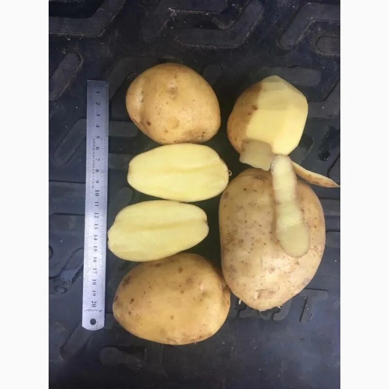 Картошка зекура описание сорта фото Картофель Зекура: описание и характеристика сорта, посадка и уход, отзывы с фото