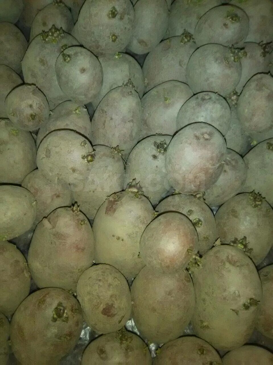 Картошка зекура описание сорта фото Картофель Зекура: описание и характеристика сорта, посадка и уход, отзывы с фото