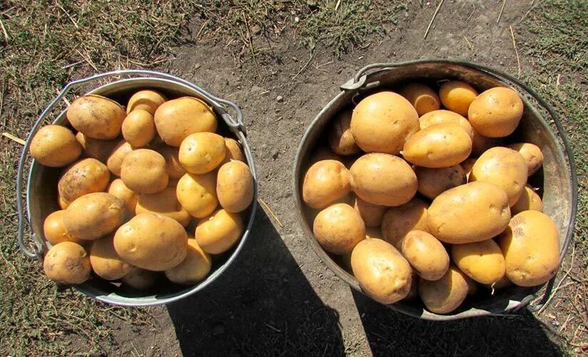 Картошка зекура описание сорта фото Надежный сорт картофеля Зекура Картофель, Овощи, Капуста