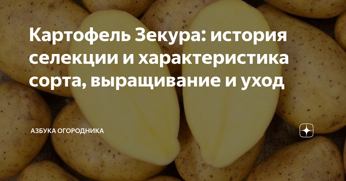 Картошка зекура описание сорта фото Картофель Зекура: история селекции и характеристика сорта, выращивание и уход Аз