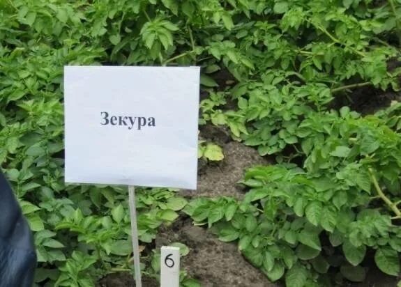 Картошка зекура описание сорта фото Картофель Зекура: описание и характеристика сорта, посадка и уход, отзывы с фото