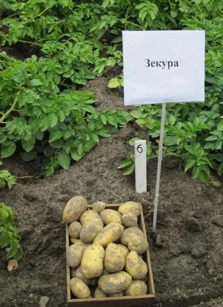 Картошка зекура описание сорта фото В продаже семенной картофель "Королева Анна", "Аризона", "Коломбо", "Ред Фентези