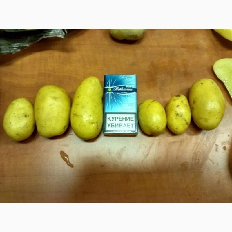 Картошка зекура описание сорта фото Картофель Зекура: описание и характеристика сорта, посадка и уход, отзывы с фото