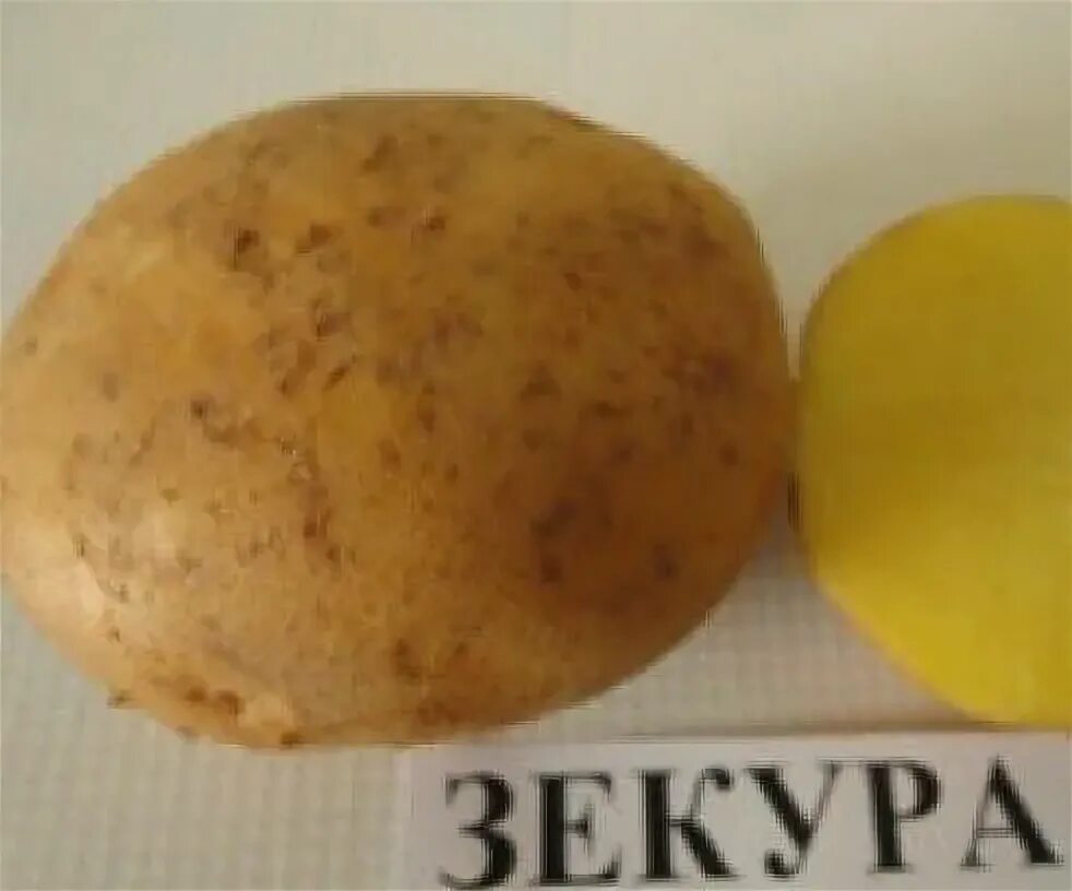 Картошка зекура описание сорта фото Картофель Зекура: описание сорта, фото,характеристика, отзывы
