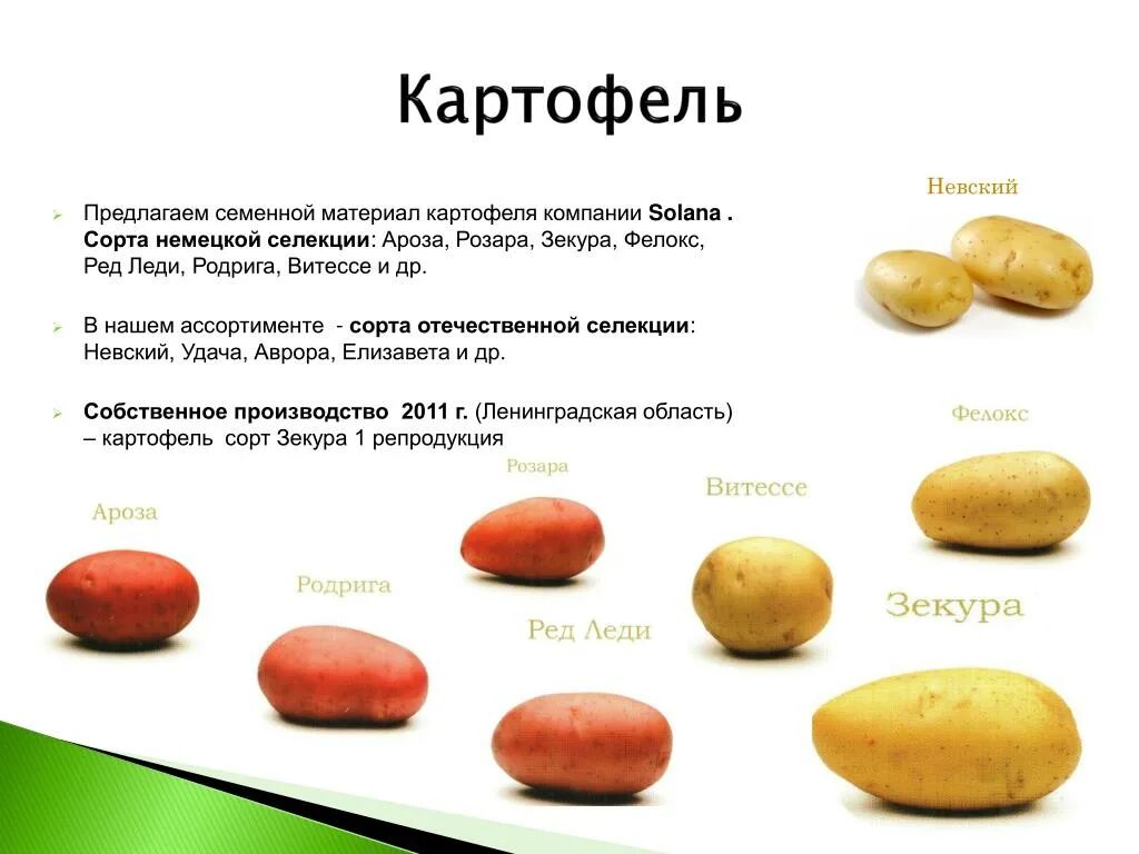 Картошка зекура описание сорта фото Картофель зекура описание сорта фото отзывы фото - Arhids.ru