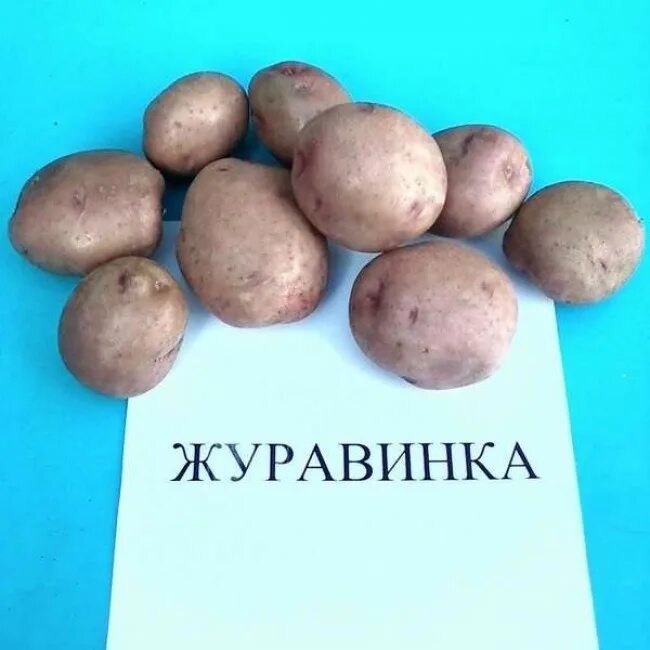 Картошка журавинка описание сорта фото отзывы Купить Семенной картофель Журавинка в интернет магазине. Недорого. Цена на стран