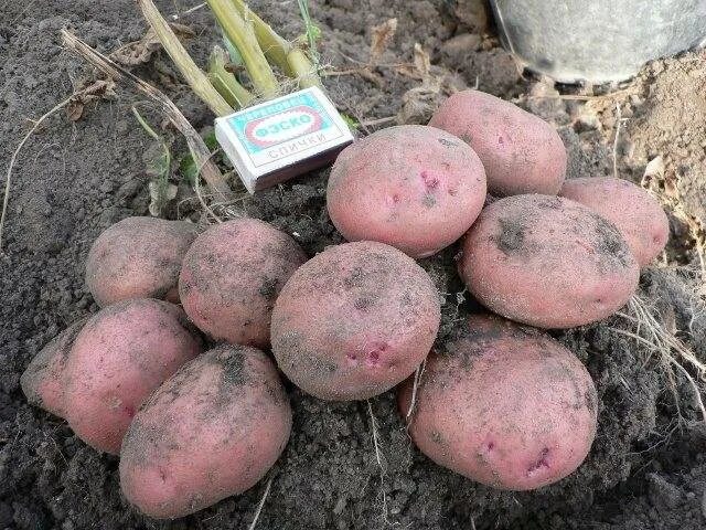 Картошка журавинка описание сорта фото отзывы Картофель сорта Журавинка: характеристики, правила посадки и ухода, отзывы