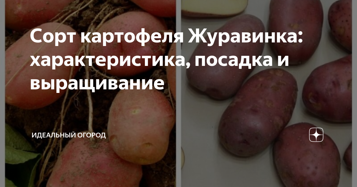 Картошка журавинка описание сорта фото отзывы Сорт картофеля Журавинка: характеристика, посадка и выращивание Идеальный огород