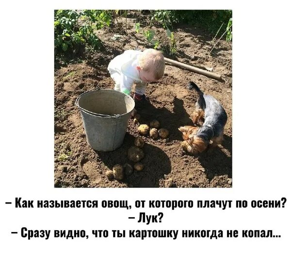 Картошку копать фото смешную Ответы Mail.ru: Поехала на дачу картошку копать, вот приехала домой уже а картош