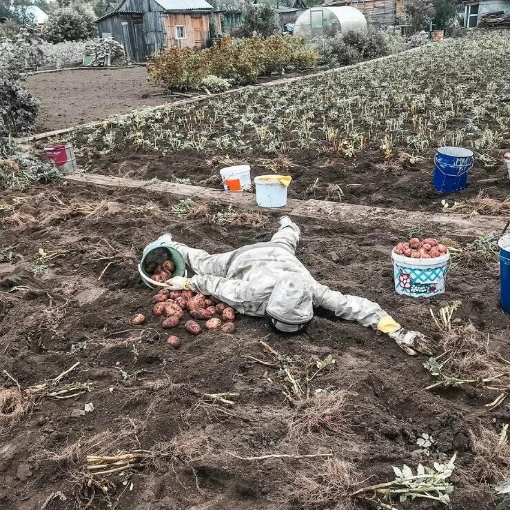Картошку копать фото смешную Завтра, на всех огородах страны... Очерки домоседки Дзен