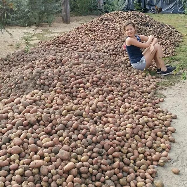 Картошку копать фото смешную Началось! Картофельная лихорадка стартовала в Беларуси - ЯПлакалъ