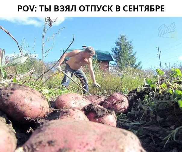 Картошку копать фото смешную Фотографии на стене сообщества - Фотография 1 из 80 ВКонтакте