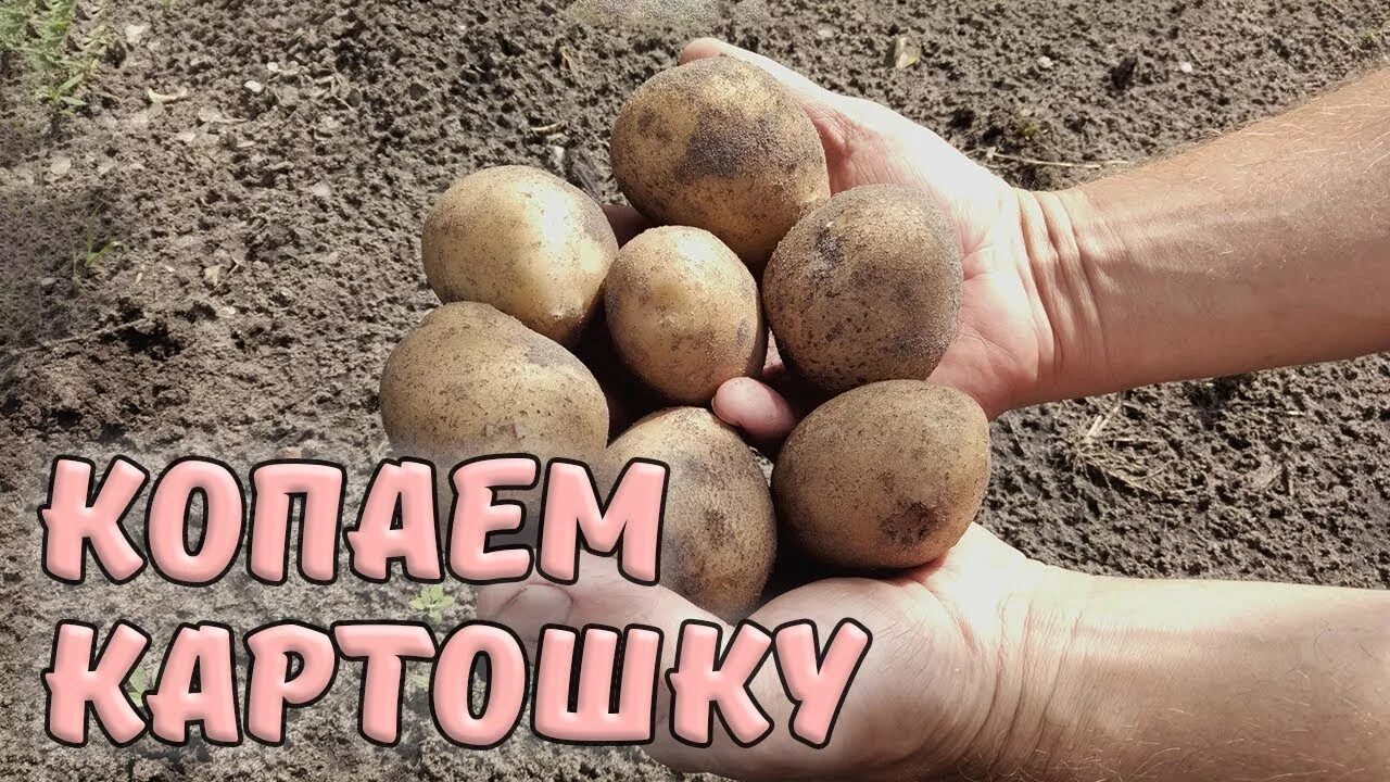 Картошку копать фото смешную Самый быстрый и легкий способ выкопать картошку вручную - YouTube