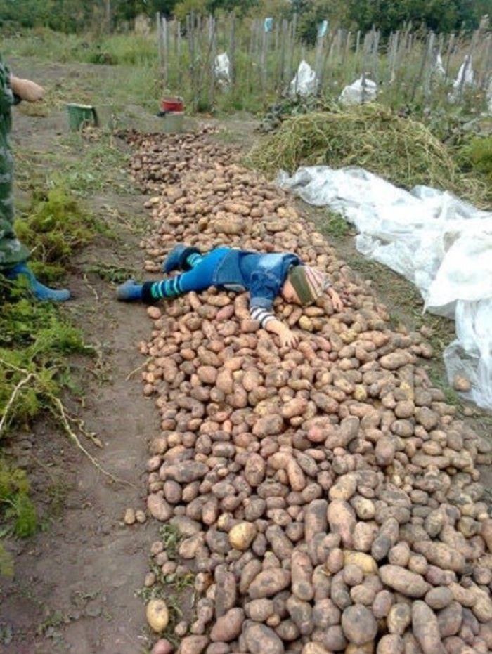 Картошку копать фото смешную Хорошо иметь домик в деревне. Утром вышла, вечером заползла.