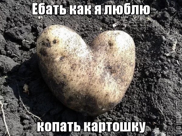 Картошку копать фото смешную Люблю копать картошку Пикабу