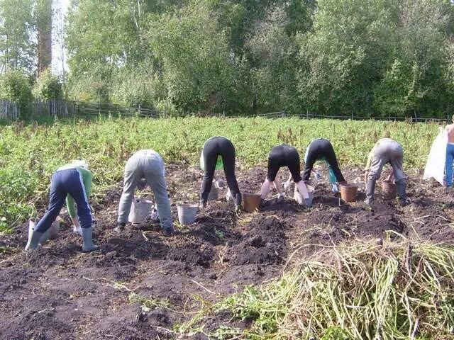 Картошку копать фото смешную День посадки - Lada Приора седан, 1,6 л, 2009 года тюнинг DRIVE2