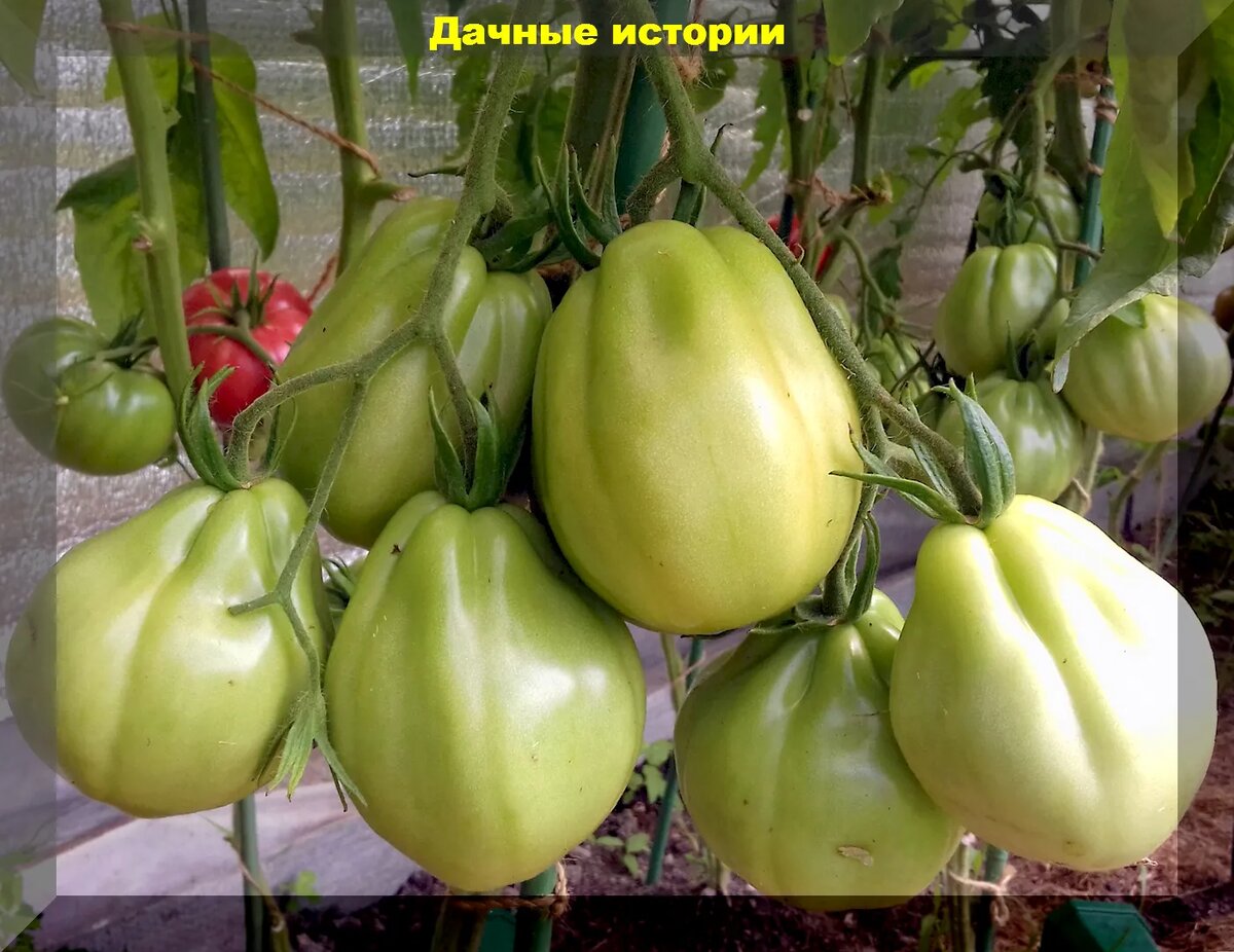 Кас томат фото Томаты для начинающих огородников: самые вкусные и урожайные сорта Дачные истори