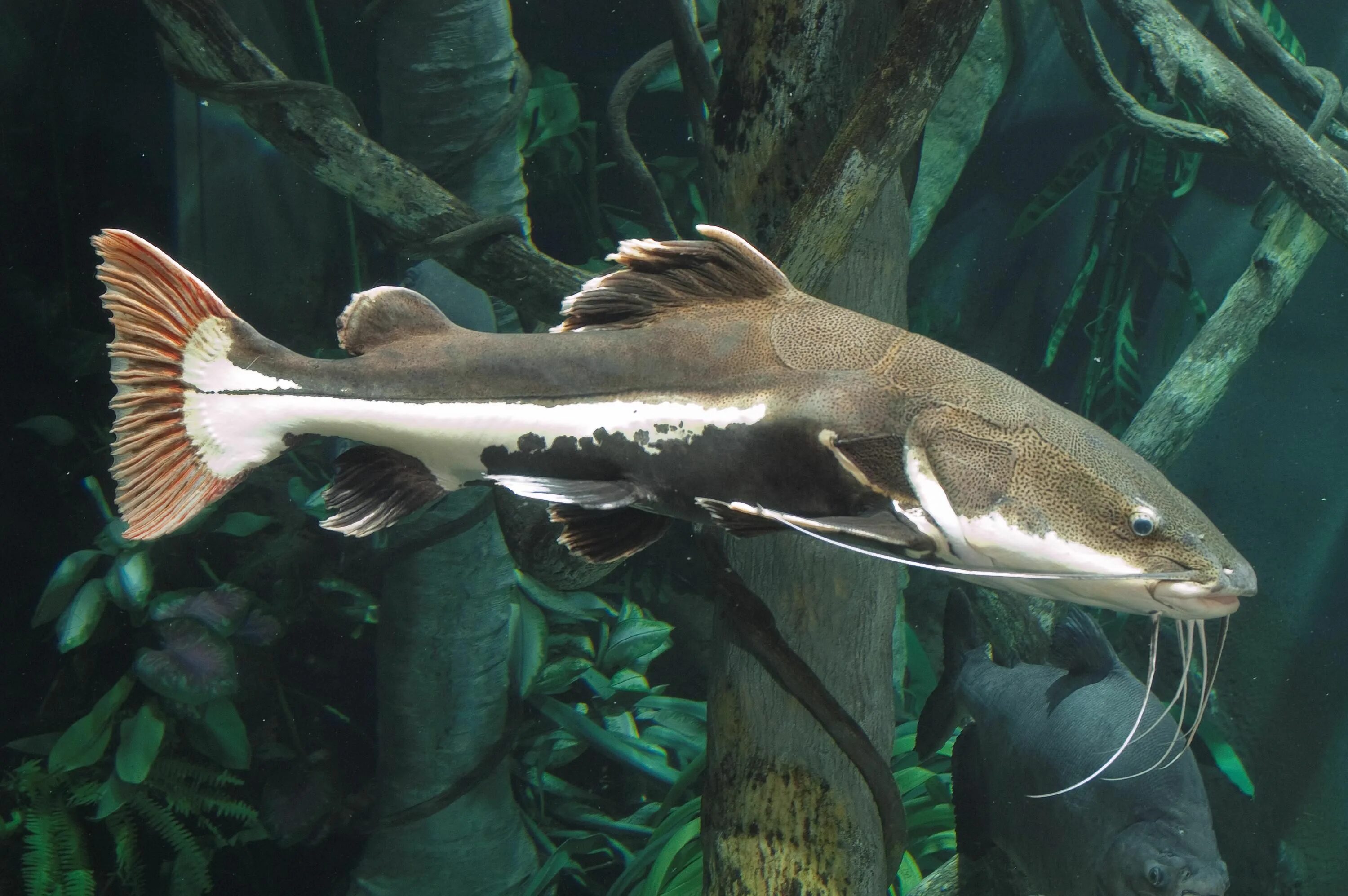 Касатка аквариумная рыбка фото Redtail catfish from the Tennessee Aquarium's River Giants exhibit