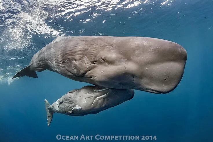 Кашалот фото животного I photographed Sperm whales off Dominica in 2011, but none of my shots were this