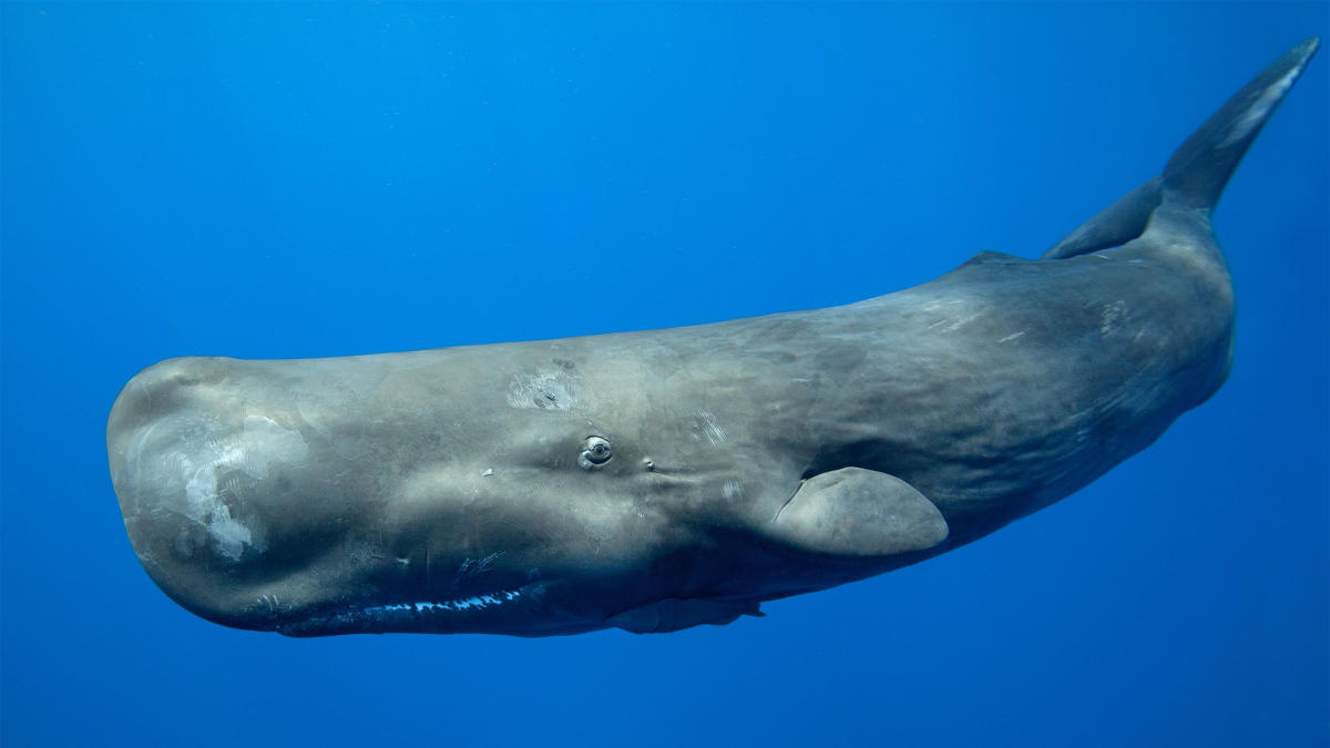 Кашалот фото животного Sperm whale 'alphabet' discovered, thanks to machine learning