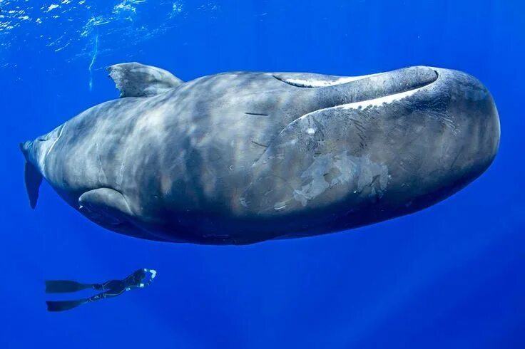 Кашалот фото животного для детей Photos series captures freediver's underwater moments with a pod of sperm whales