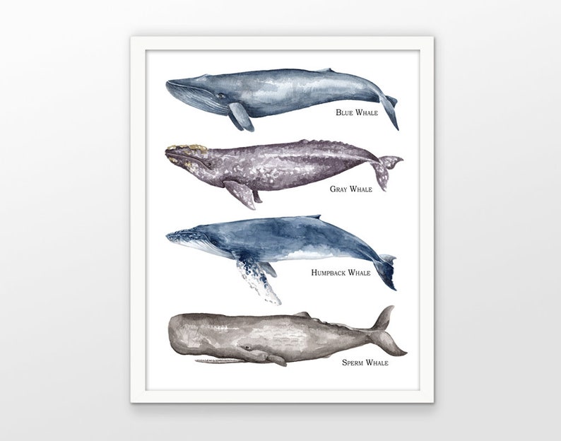 Кашалот и синий кит фото сравнение Whale Wall Art Poster Watercolor Whale Painting Blue Whale Etsy