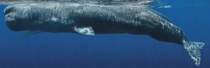 Кашалот и синий кит фото сравнение Stunning Life-Size Photos Capture Close Encounters With Whales Whale, Sperm whal