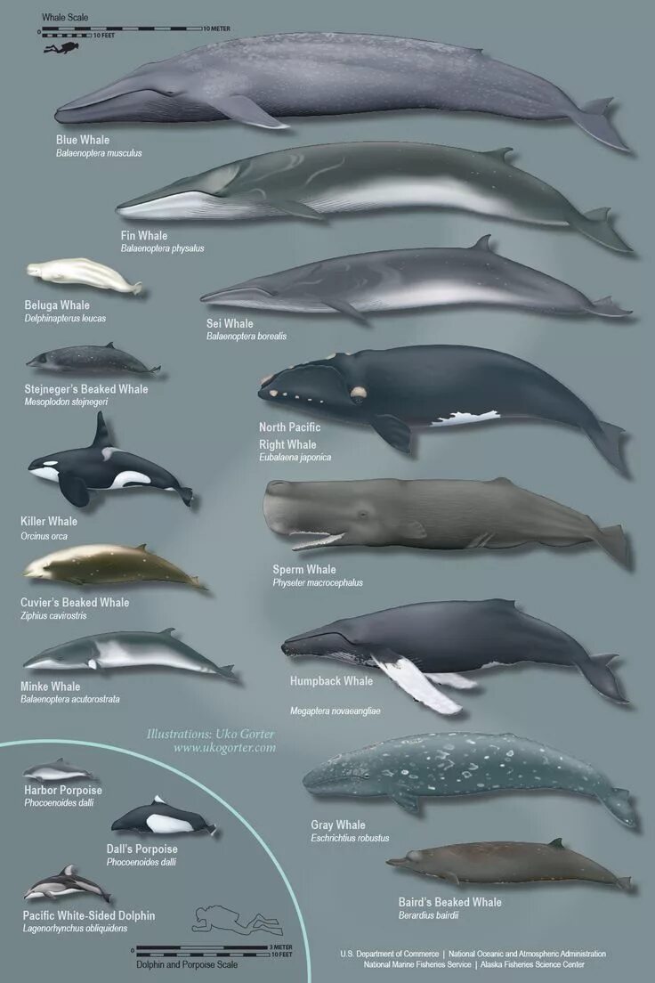 Кашалот и синий кит фото сравнение Pod mořem - obrázky, zvuky Whale species, Whale, Marine animals