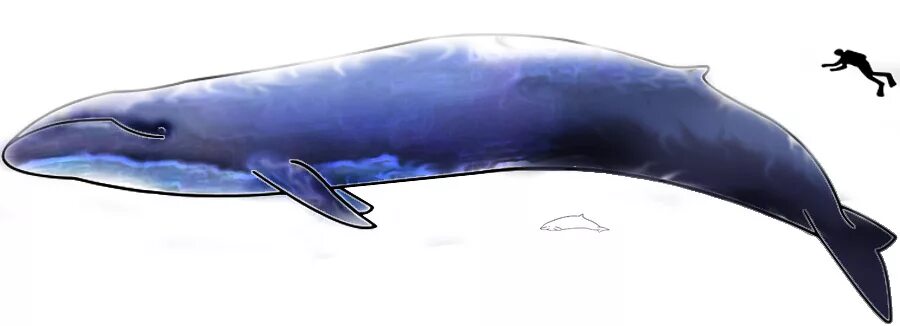 Кашалот и синий кит фото сравнение Файл:Image-Blue Whale and Hector Dolphine Colored.jpg - Википедия