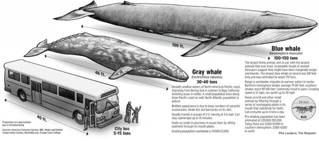 Кашалот и синий кит фото сравнение The Largest Animal That’s Ever Lived Blue whale size comparison, Whale, Blue wha